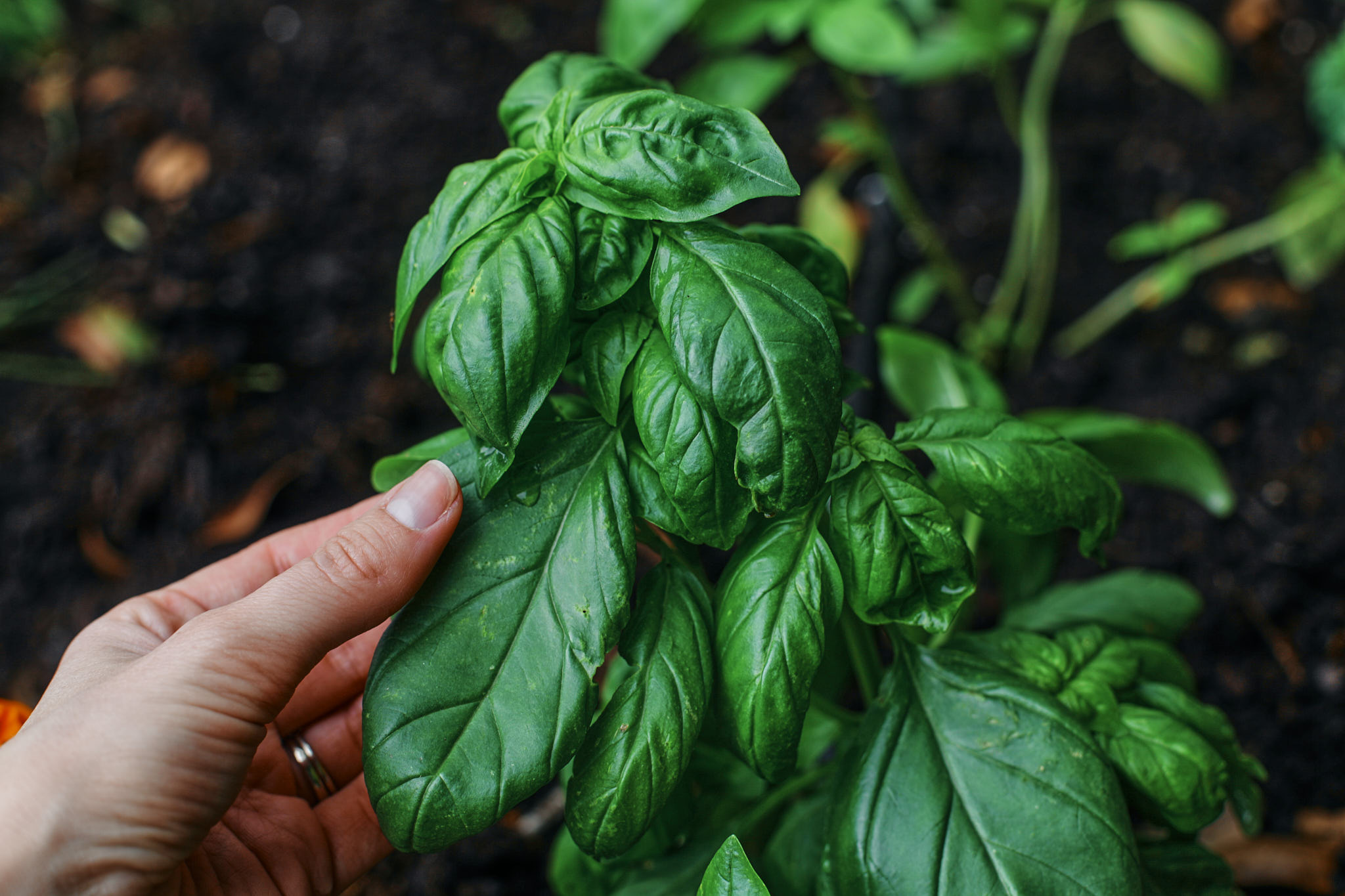 fresh basil from the garden